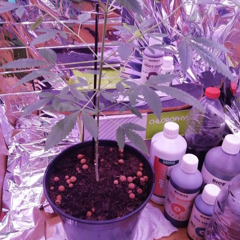 Génétique inconnue growlog timeline photo