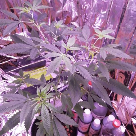Génétique inconnue growlog timeline photo