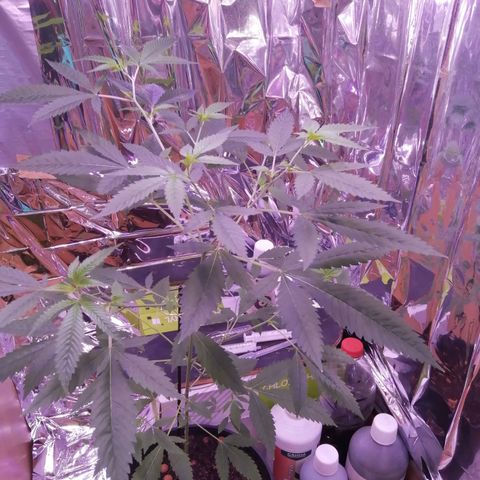 Génétique inconnue growlog timeline photo