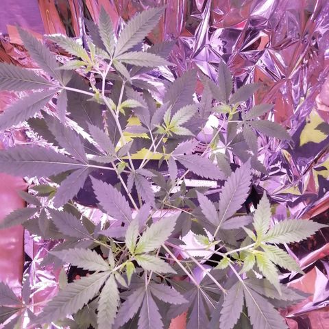 Génétique inconnue growlog timeline photo