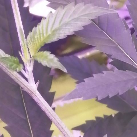 Génétique inconnue growlog timeline photo