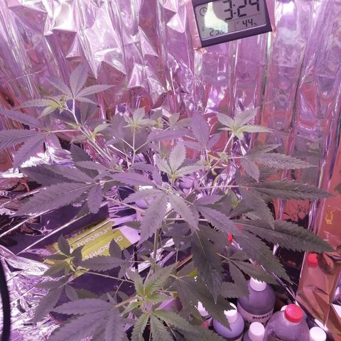 Génétique inconnue growlog timeline photo