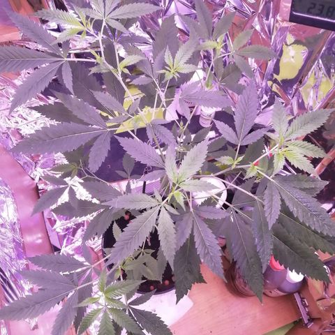 Génétique inconnue growlog timeline photo