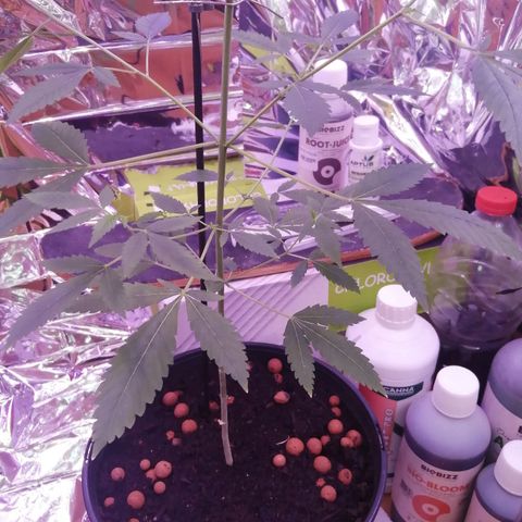 Génétique inconnue growlog timeline photo