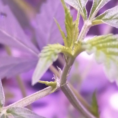 Génétique inconnue growlog timeline photo