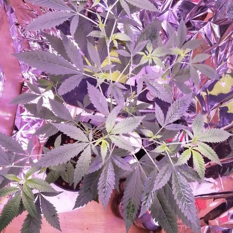 Génétique inconnue growlog timeline photo