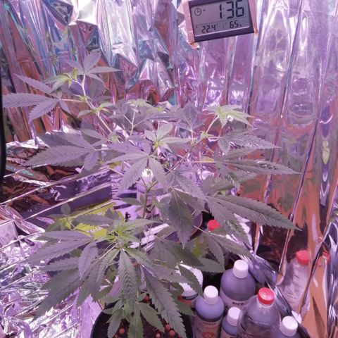 Génétique inconnue growlog timeline photo