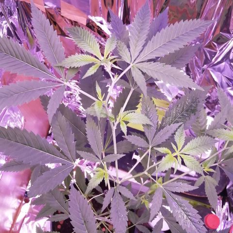 Génétique inconnue growlog timeline photo