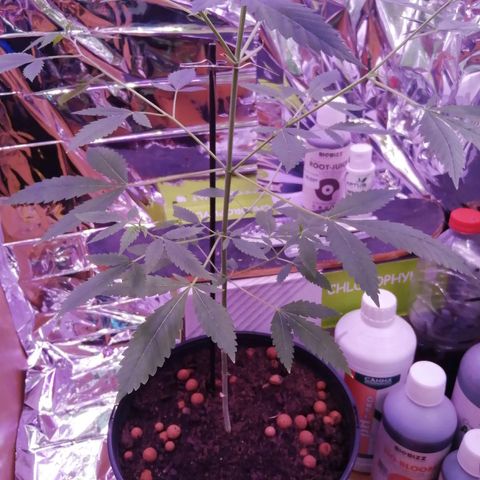 Génétique inconnue growlog timeline photo
