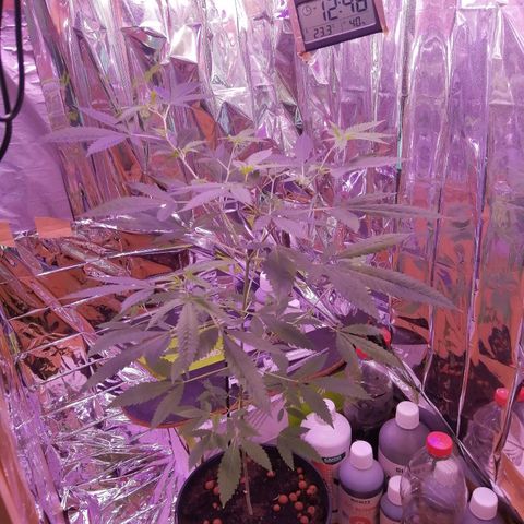 Génétique inconnue growlog timeline photo