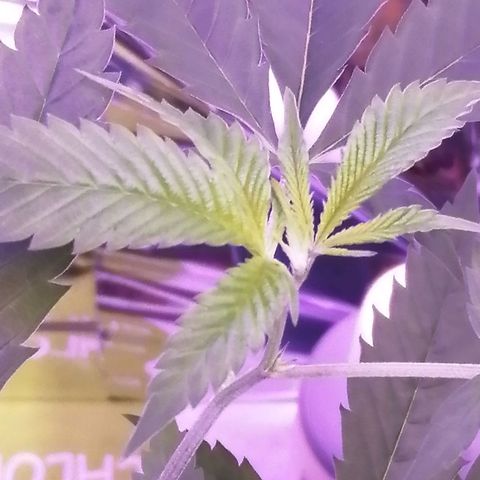 Génétique inconnue growlog timeline photo
