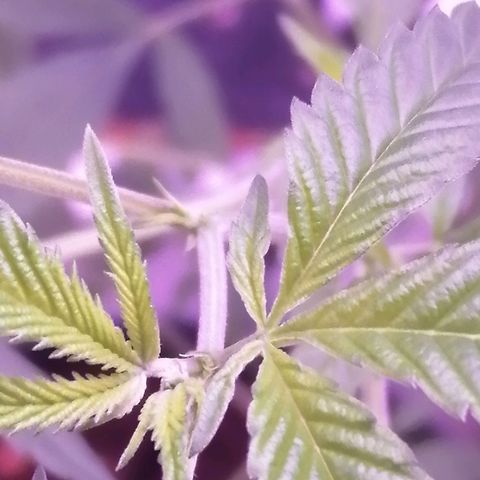 Génétique inconnue growlog timeline photo
