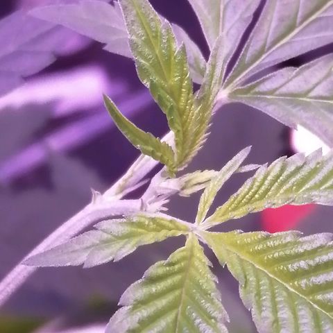 Génétique inconnue growlog timeline photo