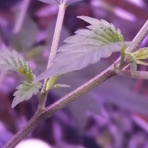 Génétique inconnue growlog timeline photo