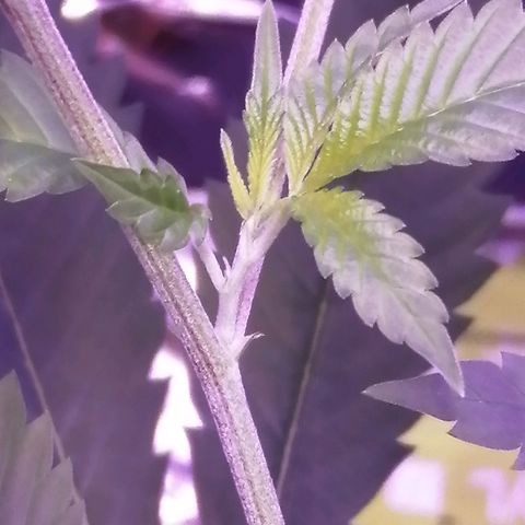 Génétique inconnue growlog timeline photo