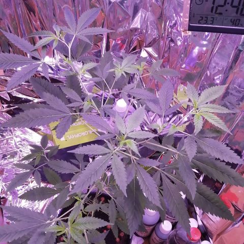 Génétique inconnue growlog timeline photo