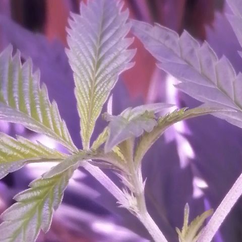 Génétique inconnue growlog timeline photo