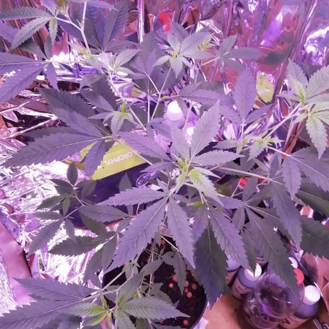 Génétique inconnue growlog timeline photo