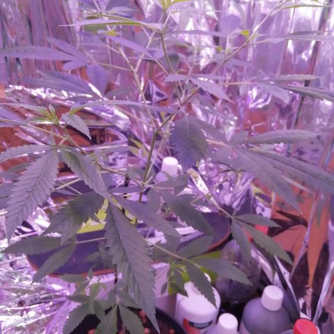 Génétique inconnue growlog timeline photo