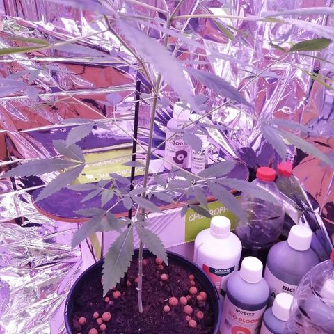 Génétique inconnue growlog timeline photo