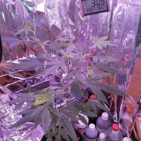 Génétique inconnue growlog timeline photo