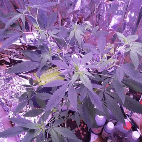 Génétique inconnue growlog timeline photo