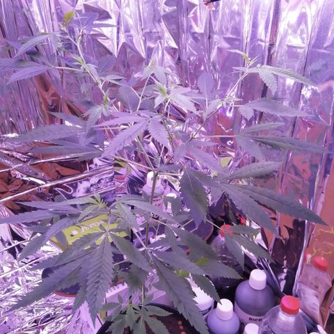 Génétique inconnue growlog timeline photo