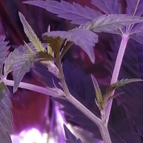 Génétique inconnue growlog timeline photo