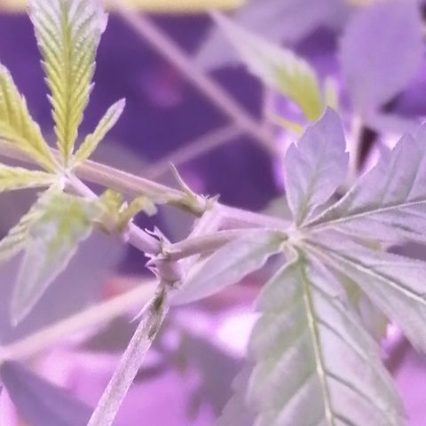Génétique inconnue growlog timeline photo