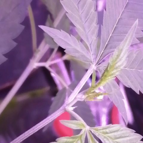 Génétique inconnue growlog timeline photo