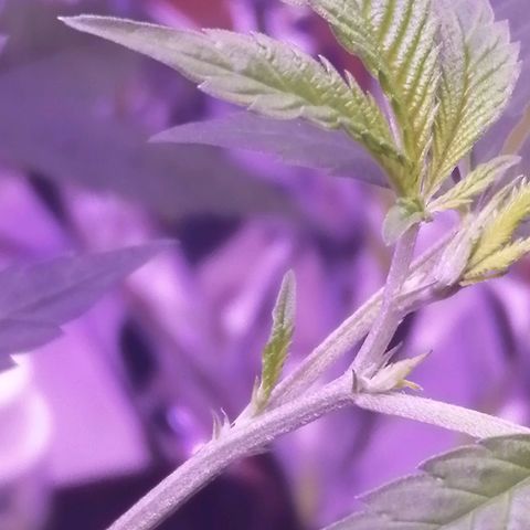Génétique inconnue growlog timeline photo