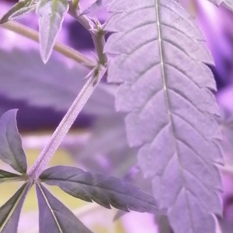 Génétique inconnue growlog timeline photo