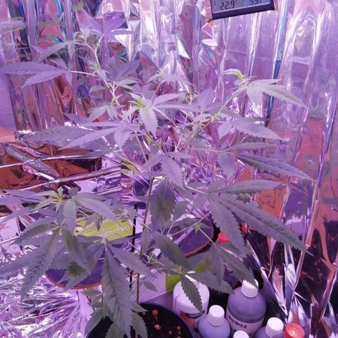Génétique inconnue growlog timeline photo