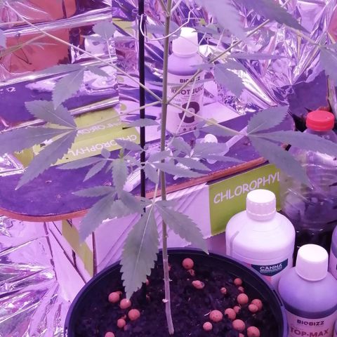 Génétique inconnue growlog timeline photo