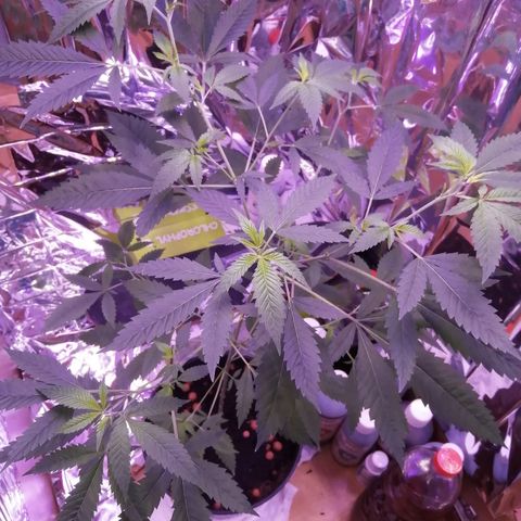 Génétique inconnue growlog timeline photo