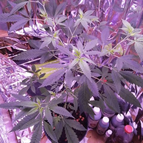 Génétique inconnue growlog timeline photo
