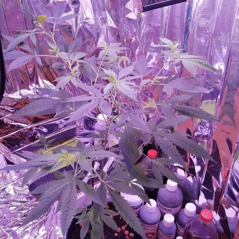 Génétique inconnue growlog timeline photo