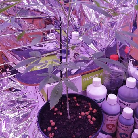Génétique inconnue growlog timeline photo