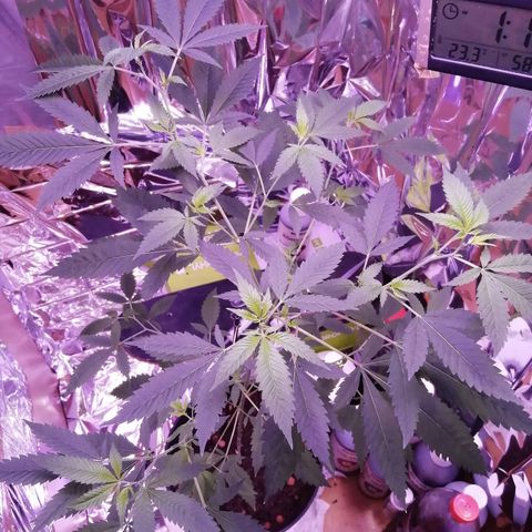 Génétique inconnue growlog timeline photo