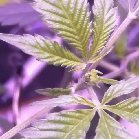 Génétique inconnue growlog timeline photo