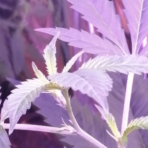 Génétique inconnue growlog timeline photo