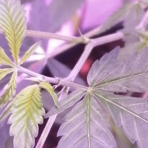 Génétique inconnue growlog timeline photo