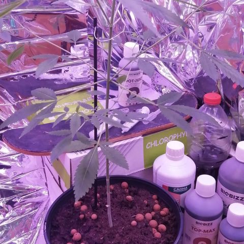Génétique inconnue growlog timeline photo