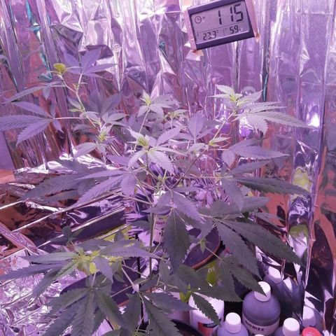 Génétique inconnue growlog timeline photo