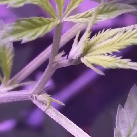 Génétique inconnue growlog timeline photo