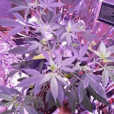 Génétique inconnue growlog timeline photo