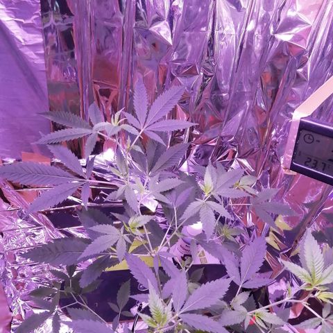 Génétique inconnue growlog timeline photo