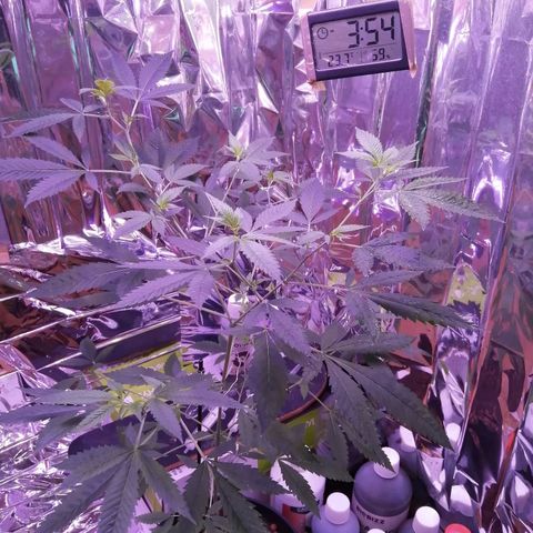 Génétique inconnue growlog timeline photo