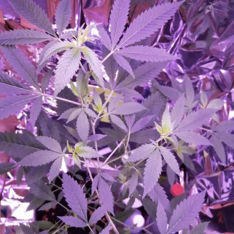 Génétique inconnue growlog timeline photo