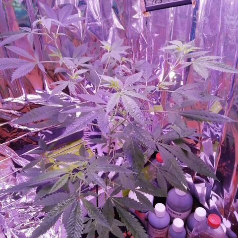 Génétique inconnue growlog timeline photo